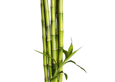 Green bamboo stalks with leaves on white background